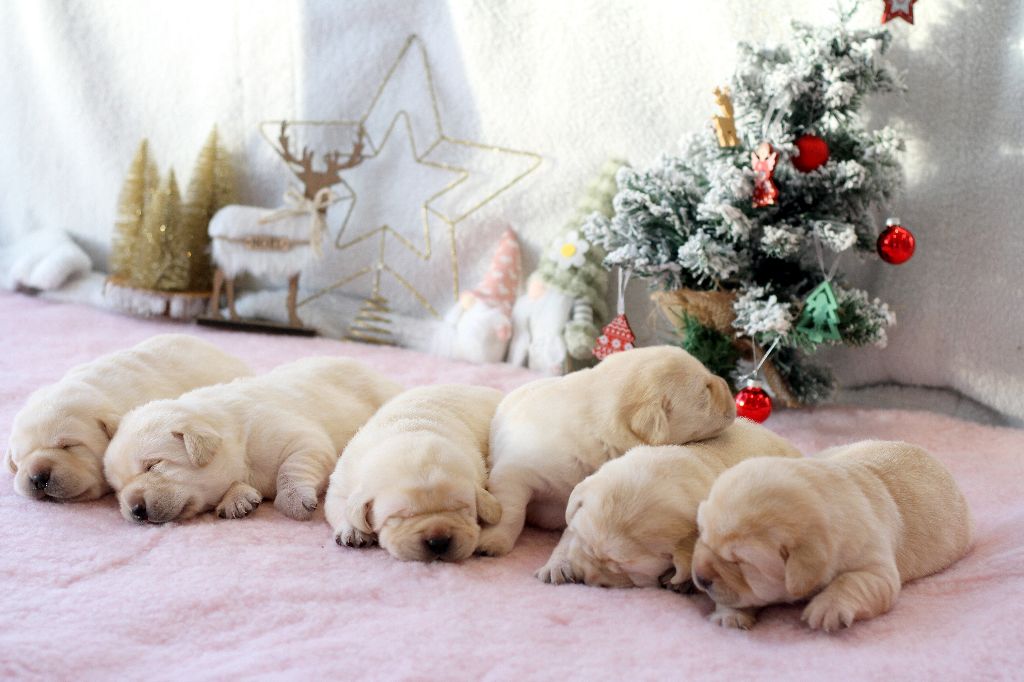 chiot Labrador Retriever de l'Ormaryne