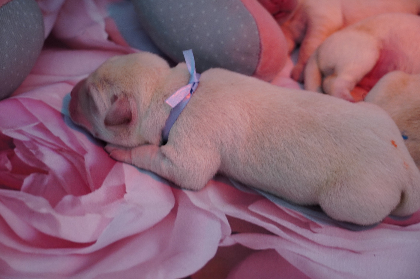 de l'Ormaryne - Chiots disponibles - Labrador Retriever